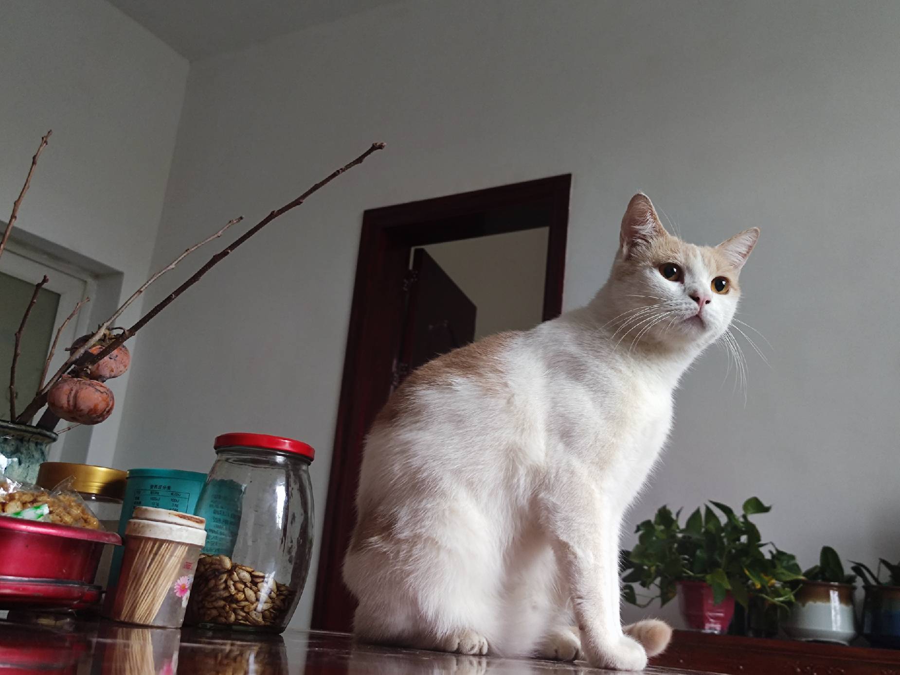 猫图片|宠物猫|猫咪|