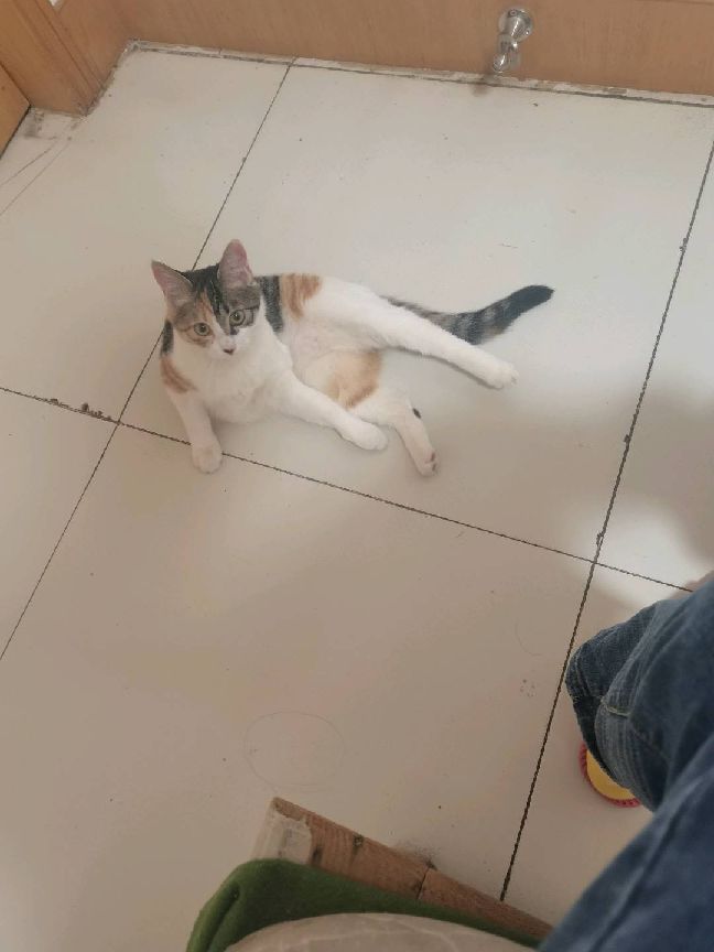 猫图片|宠物猫|猫咪|