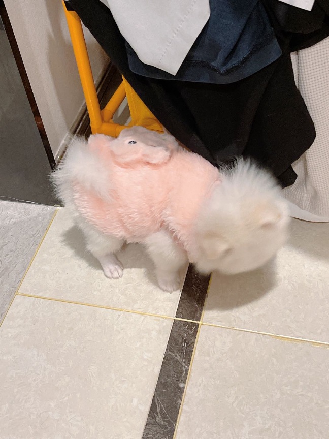 猫图片|宠物猫|猫咪|