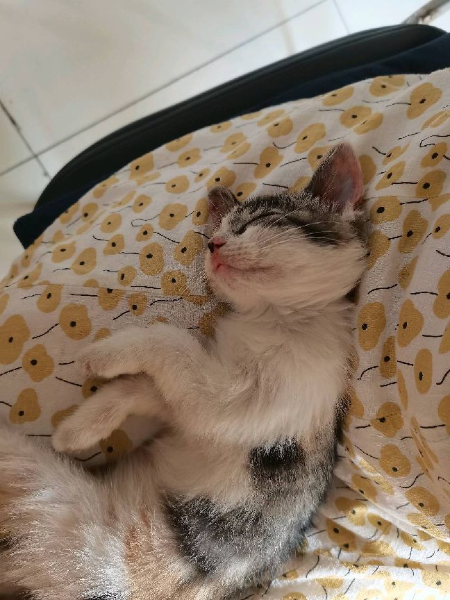 猫图片|宠物猫|猫咪|