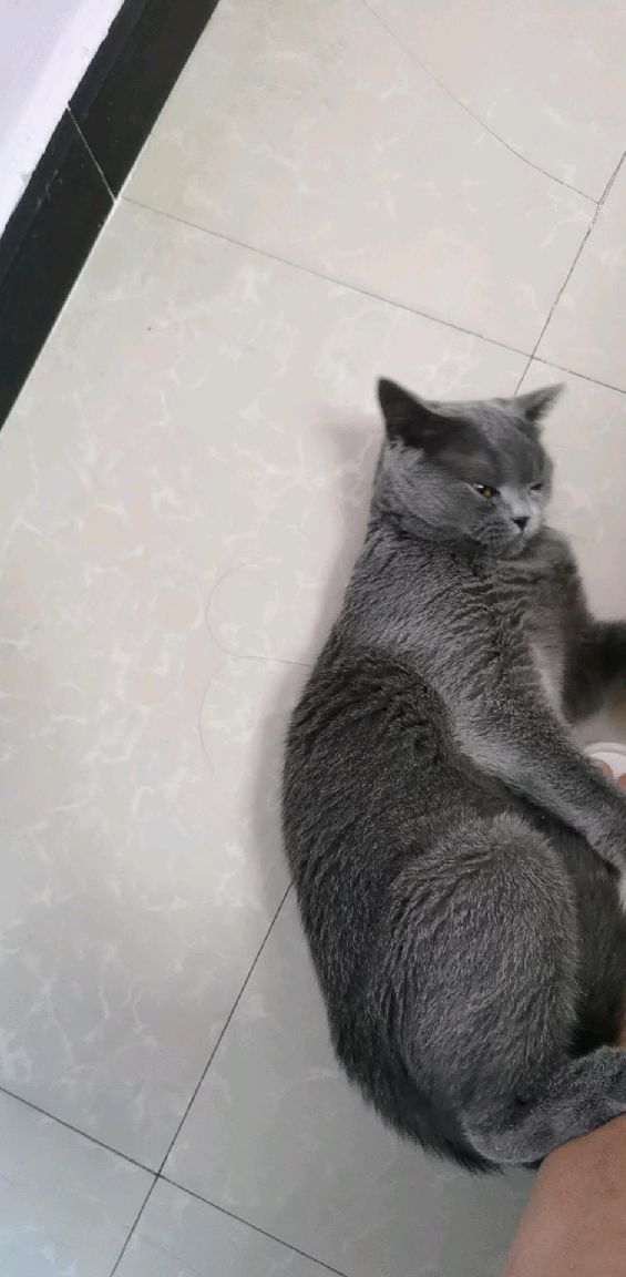 猫图片|宠物猫|猫咪|