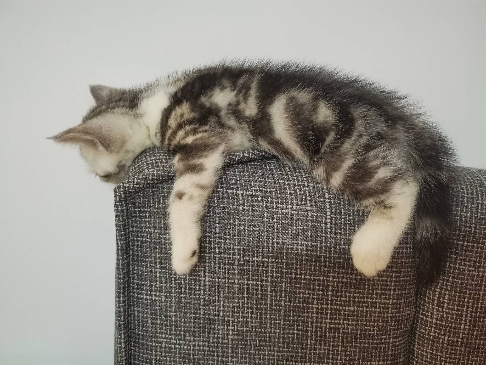 猫图片|宠物猫|猫咪|