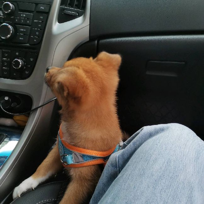 猫图片|宠物猫|猫咪|