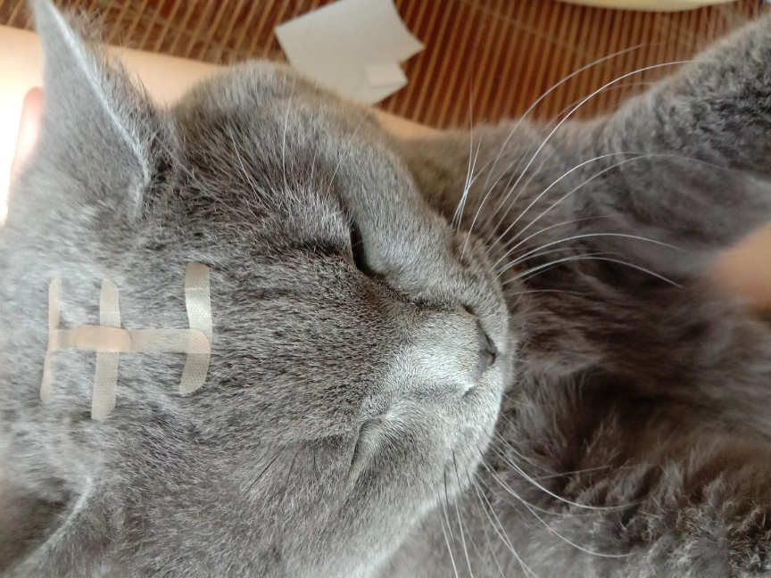 猫图片|宠物猫|猫咪|