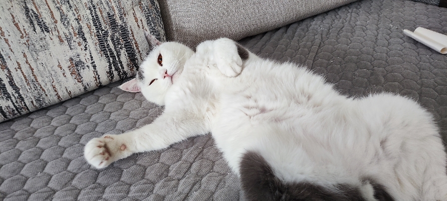 猫图片|宠物猫|猫咪|