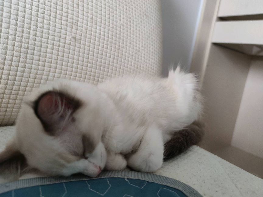 猫图片|宠物猫|猫咪|