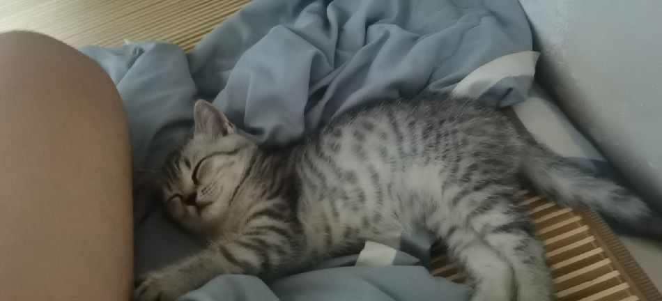 猫图片|宠物猫|猫咪|