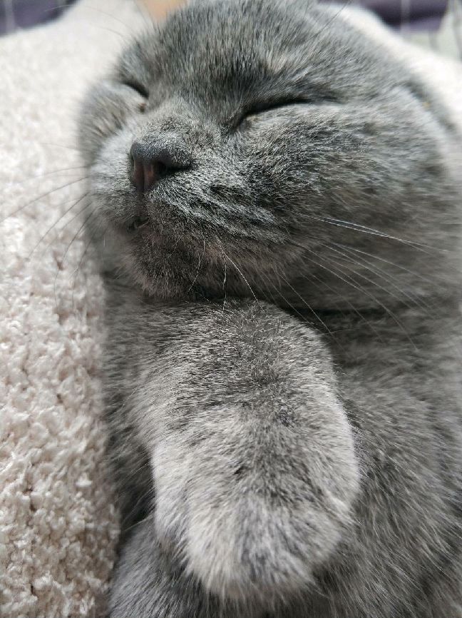 猫图片|宠物猫|猫咪|