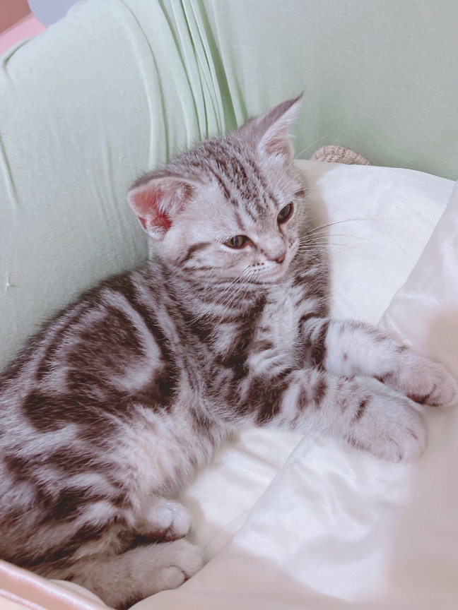 猫图片|宠物猫|猫咪|