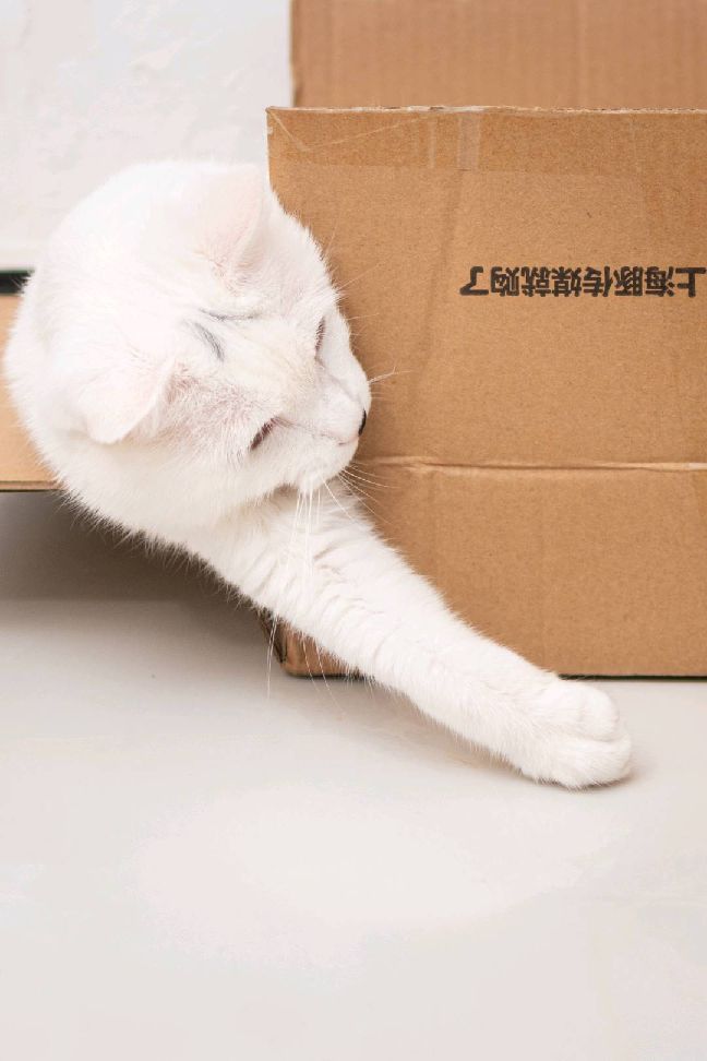 猫图片|宠物猫|猫咪|
