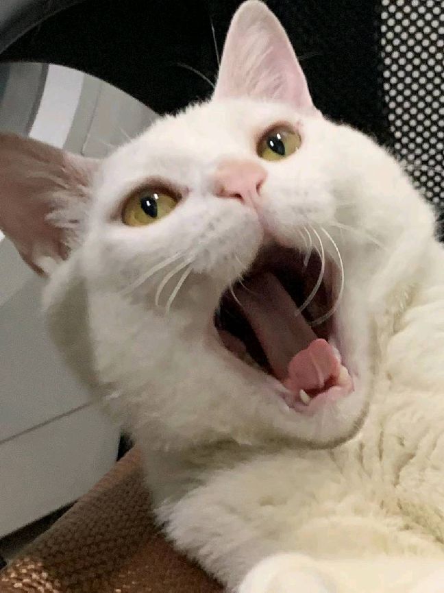 猫图片|宠物猫|猫咪|