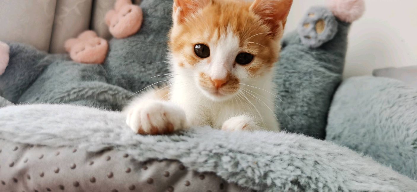 猫图片|宠物猫|猫咪|