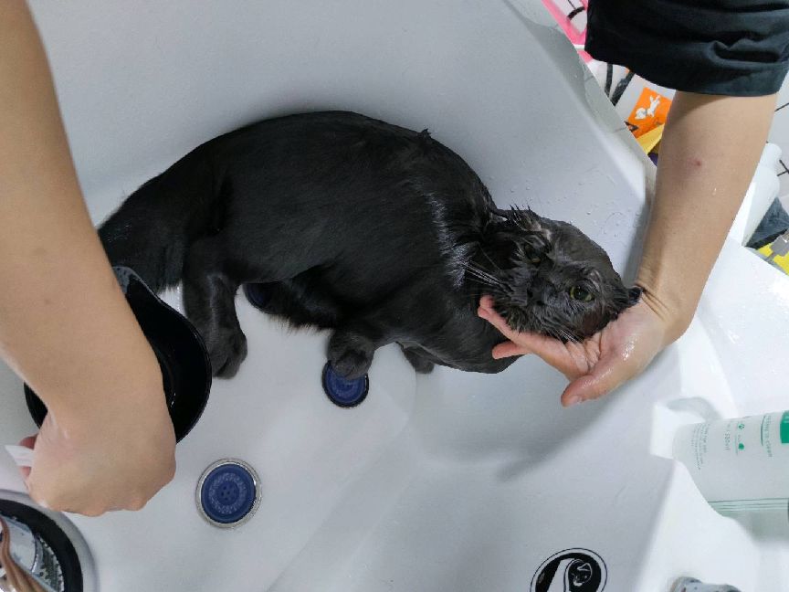 猫图片|宠物猫|猫咪|