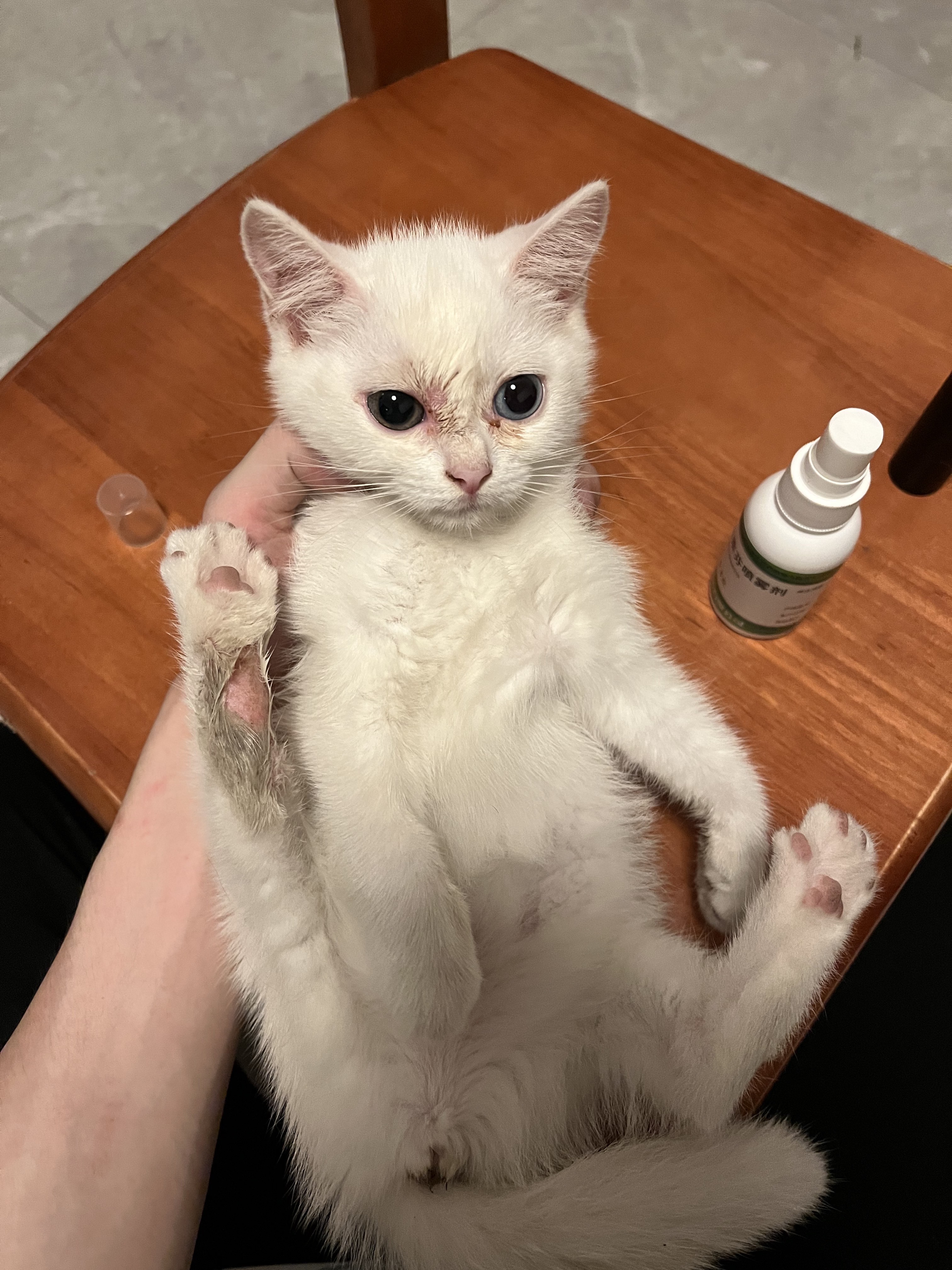 猫图片|宠物猫|猫咪|