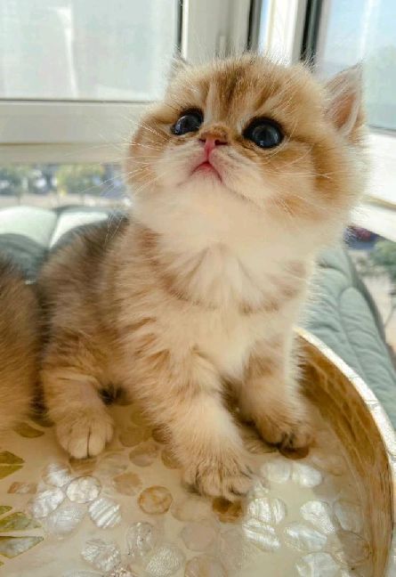 猫图片|宠物猫|猫咪|