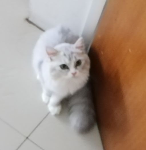 猫图片|宠物猫|猫咪|