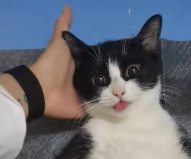 猫图片|宠物猫|猫咪|