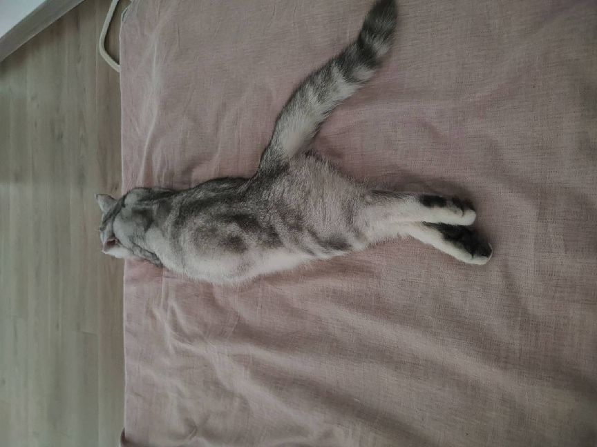 猫图片|宠物猫|猫咪|