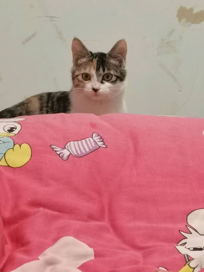 猫图片|宠物猫|猫咪|