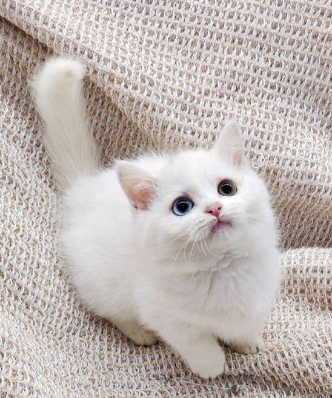 猫图片|宠物猫|猫咪|