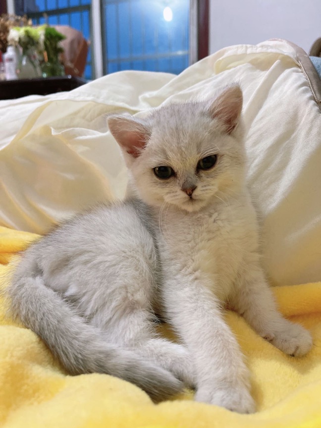 猫图片|宠物猫|猫咪|