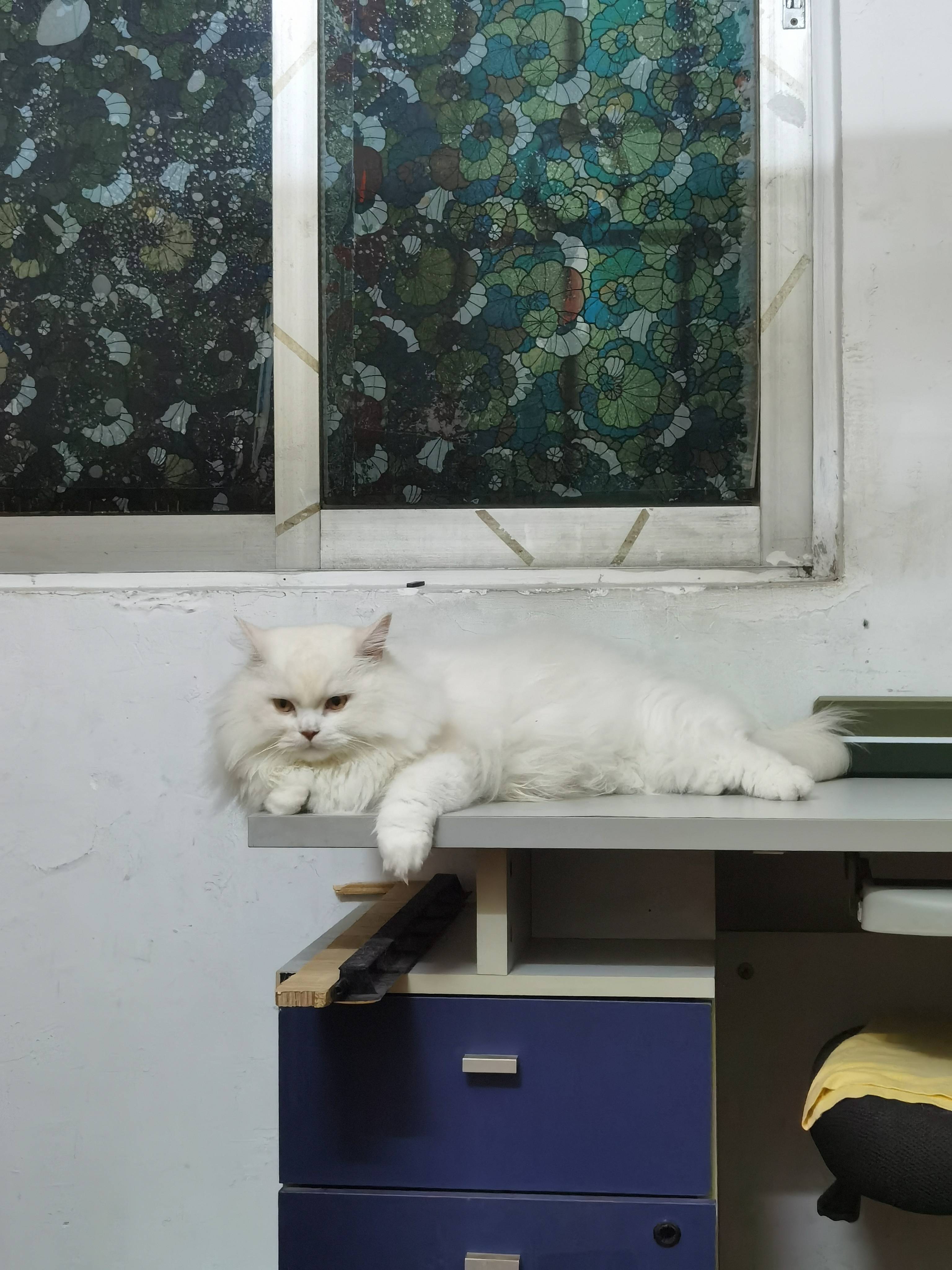 猫图片|宠物猫|猫咪|