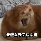 猫图片|宠物猫|猫咪|