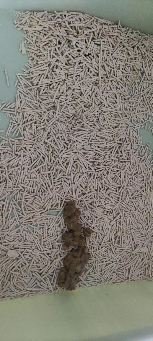 猫图片|宠物猫|猫咪|