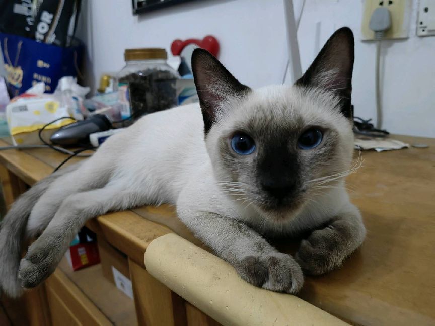 猫图片|宠物猫|猫咪|