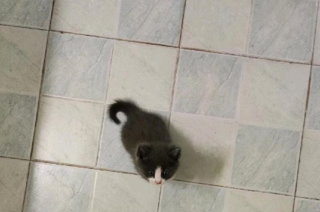 猫图片|宠物猫|猫咪|