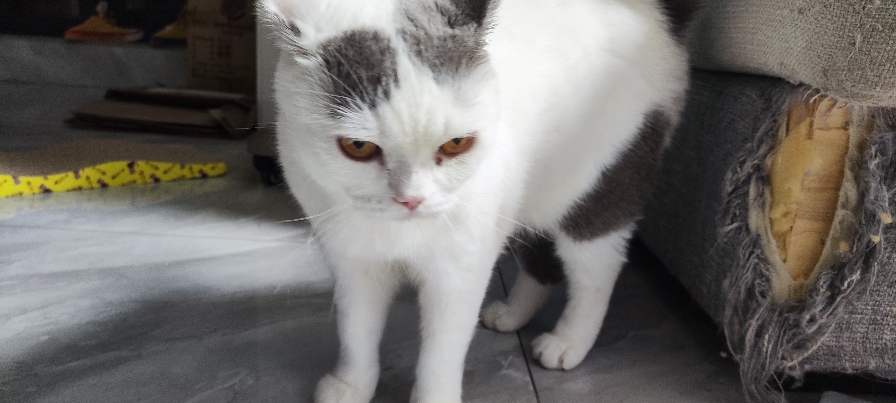 猫图片|宠物猫|猫咪|