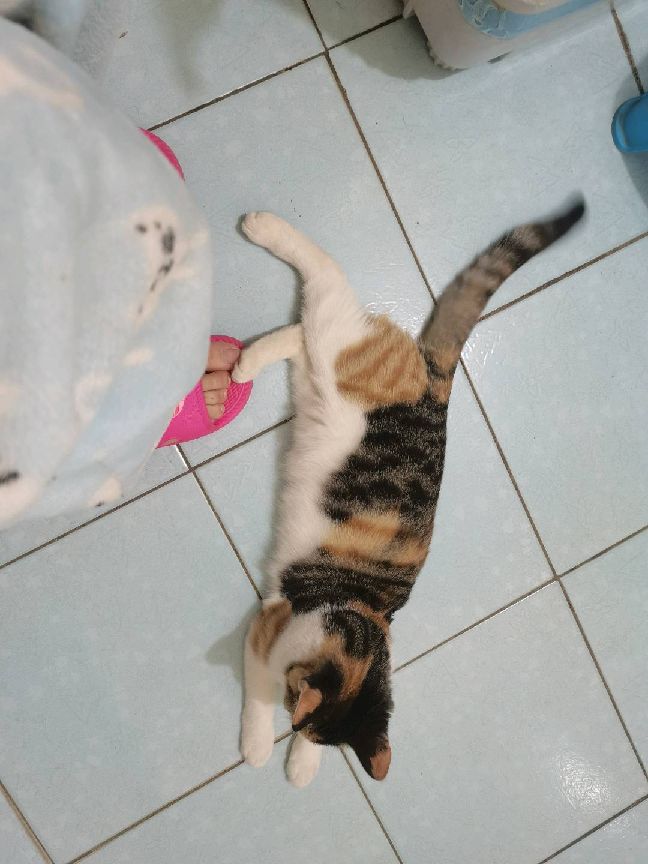 猫图片|宠物猫|猫咪|