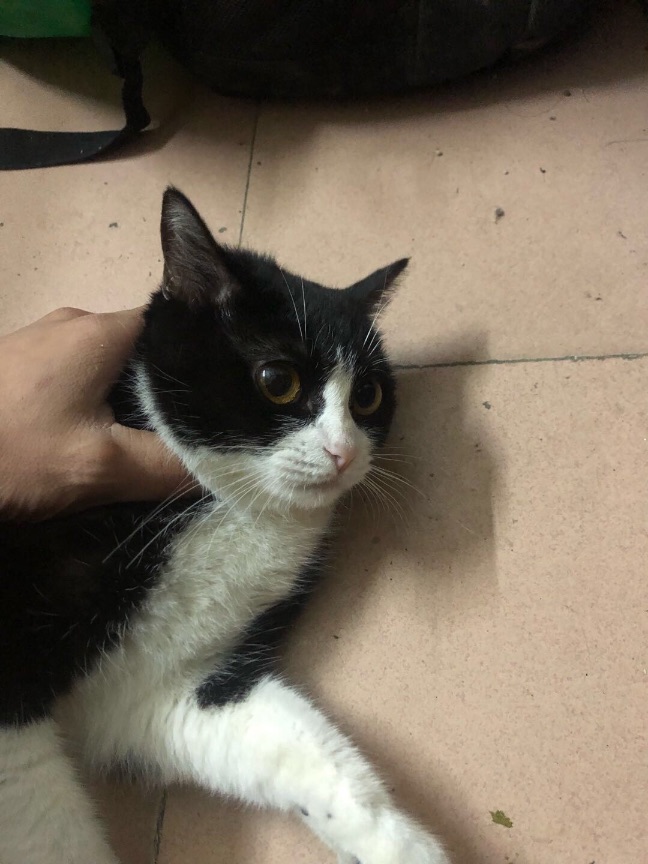 猫图片|宠物猫|猫咪|