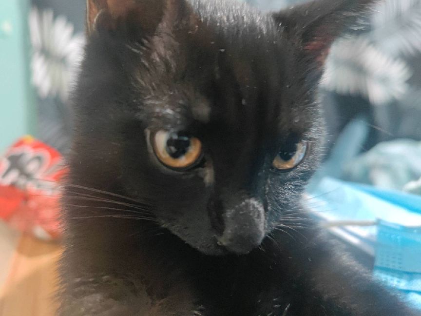 猫图片|宠物猫|猫咪|