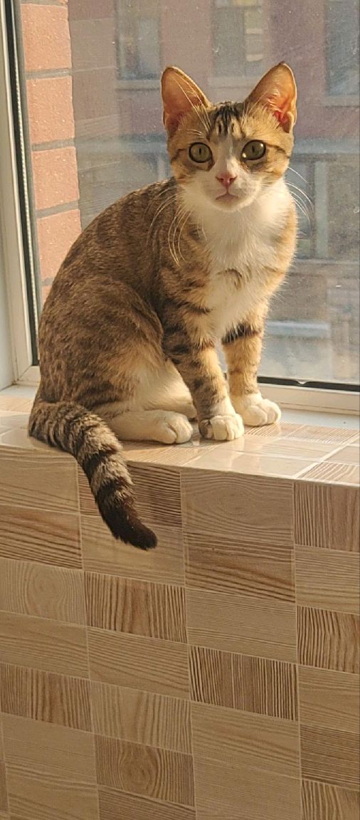 猫图片|宠物猫|猫咪|