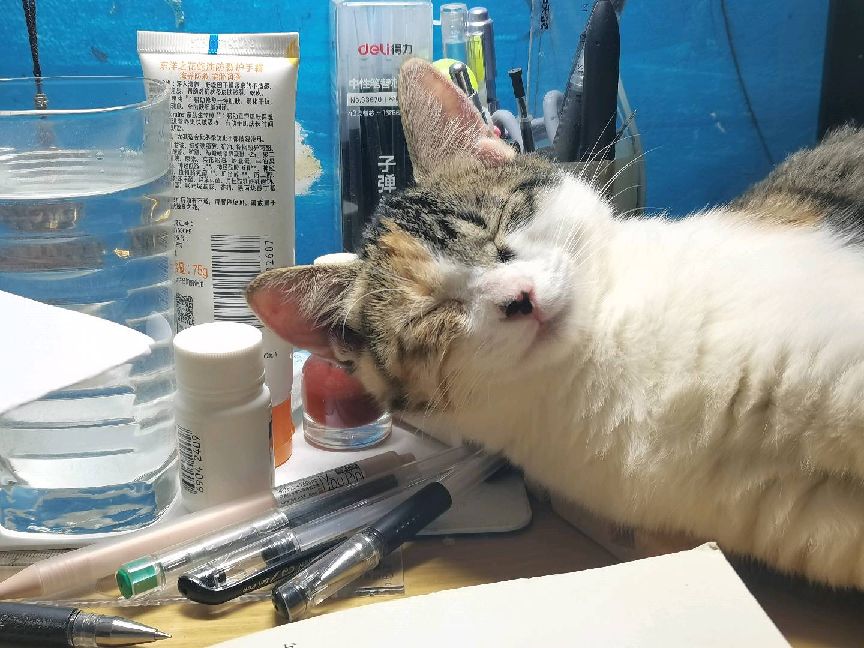 猫图片|宠物猫|猫咪|