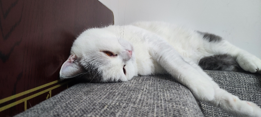 猫图片|宠物猫|猫咪|