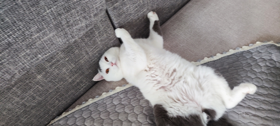 猫图片|宠物猫|猫咪|