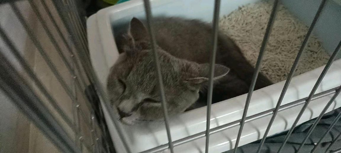 猫图片|宠物猫|猫咪|