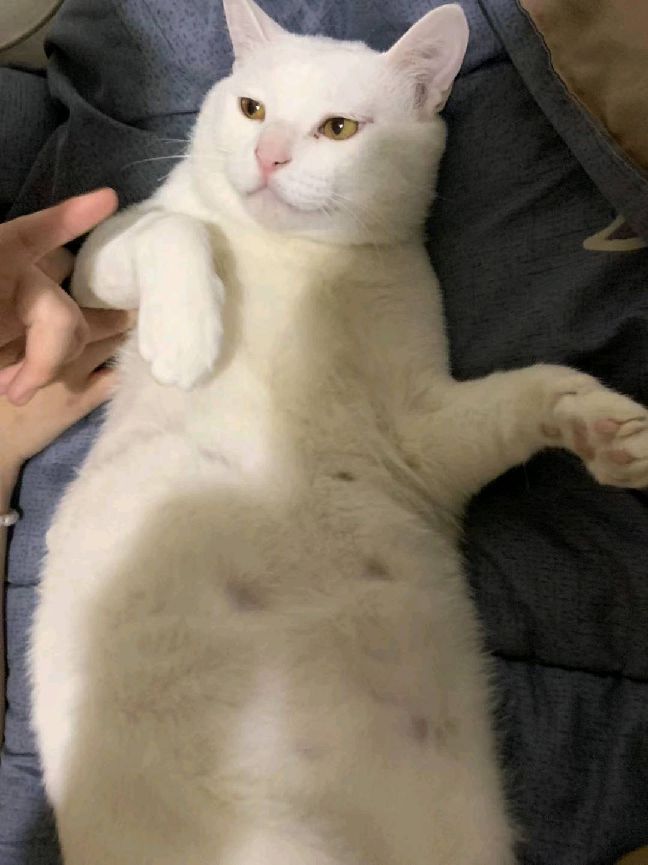 猫图片|宠物猫|猫咪|