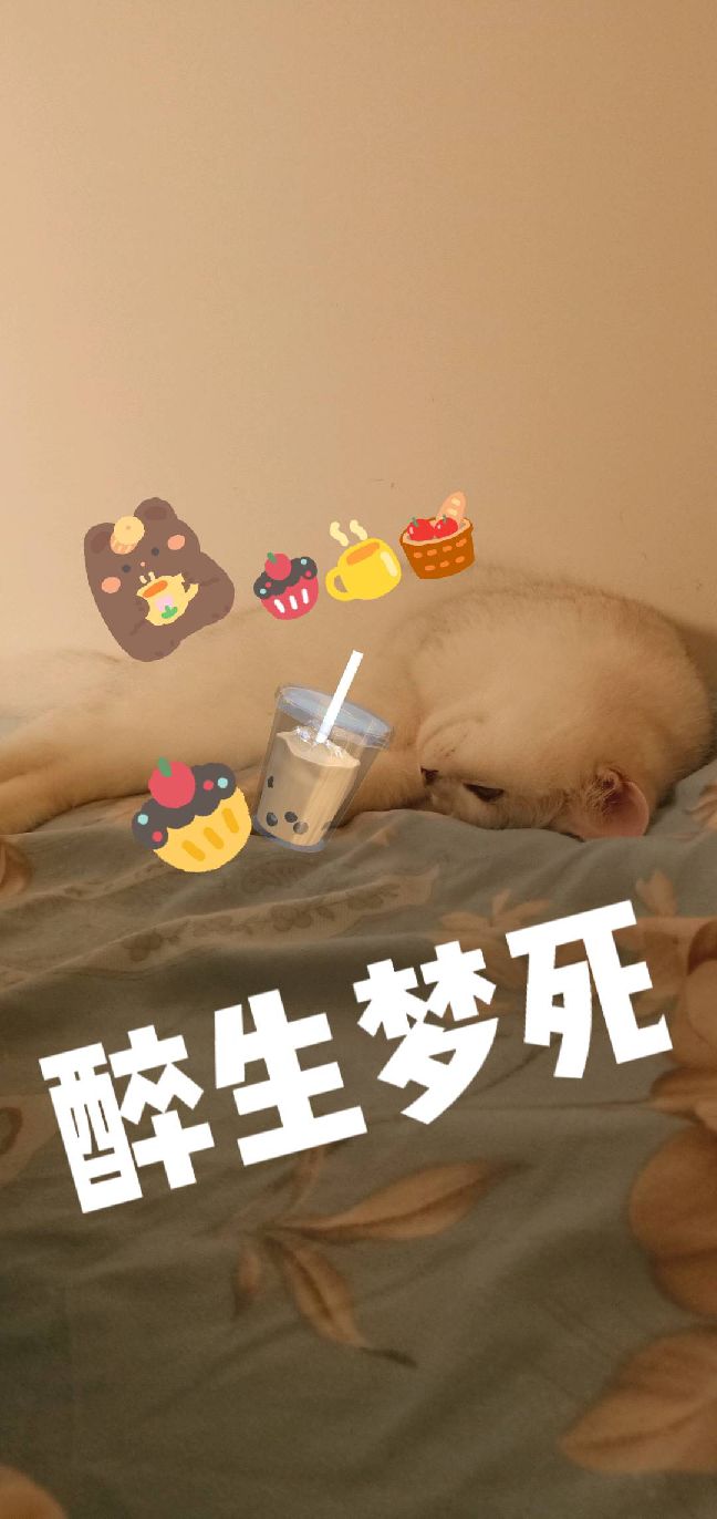 猫图片|宠物猫|猫咪|