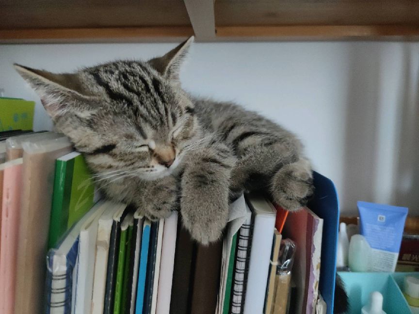 猫图片|宠物猫|猫咪|