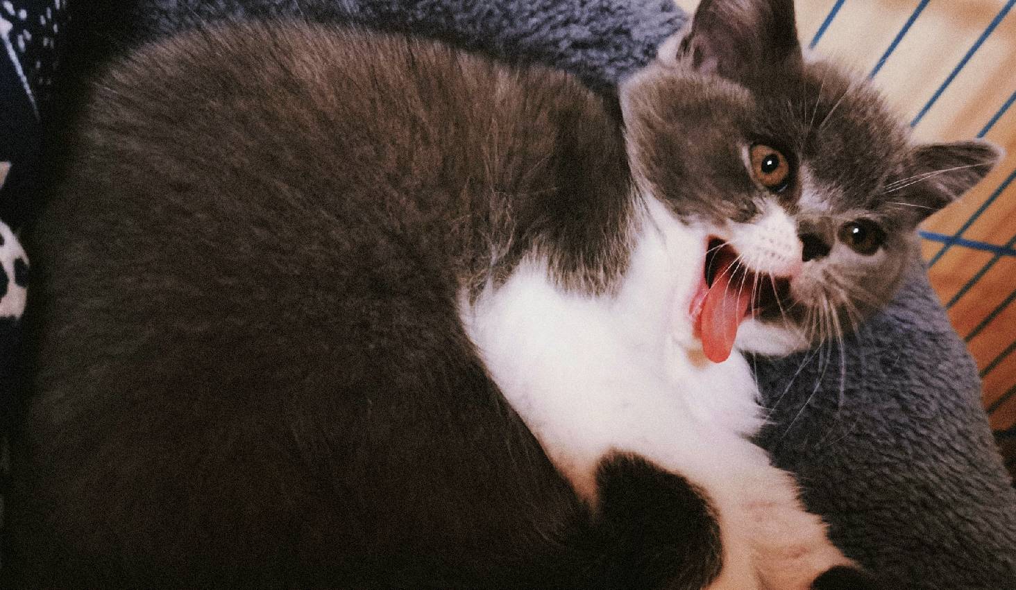 猫图片|宠物猫|猫咪|