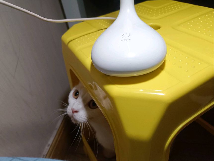 猫图片|宠物猫|猫咪|