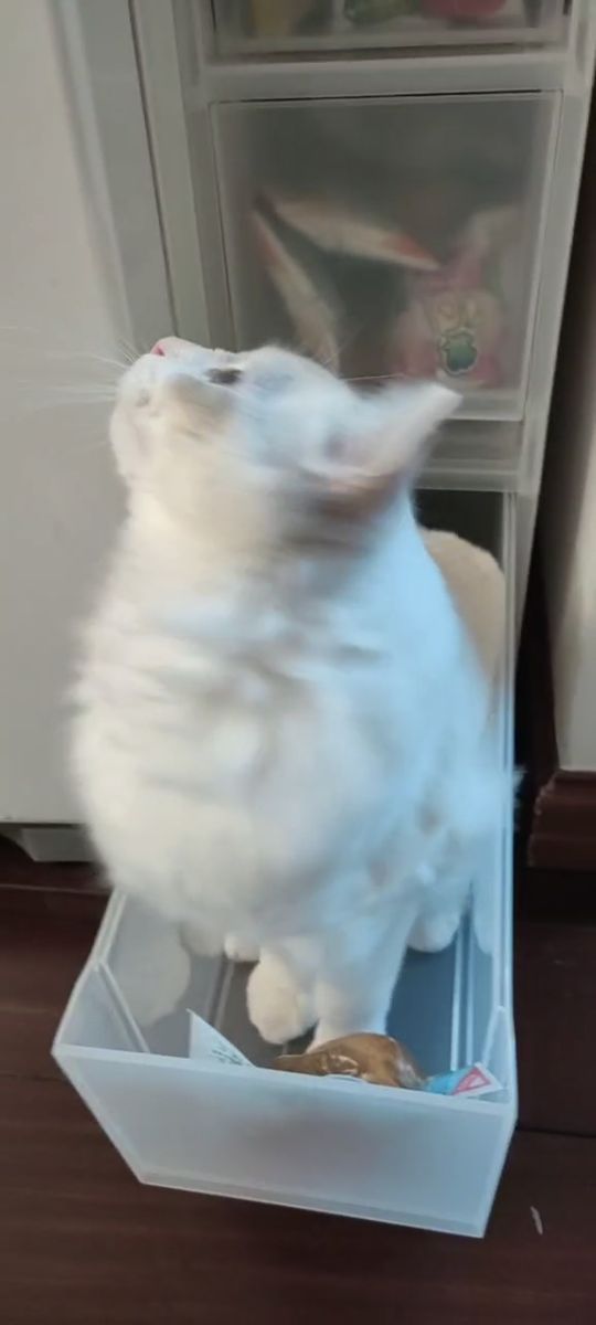 猫图片|宠物猫|猫咪|