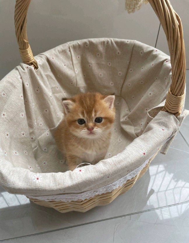 猫图片|宠物猫|猫咪|