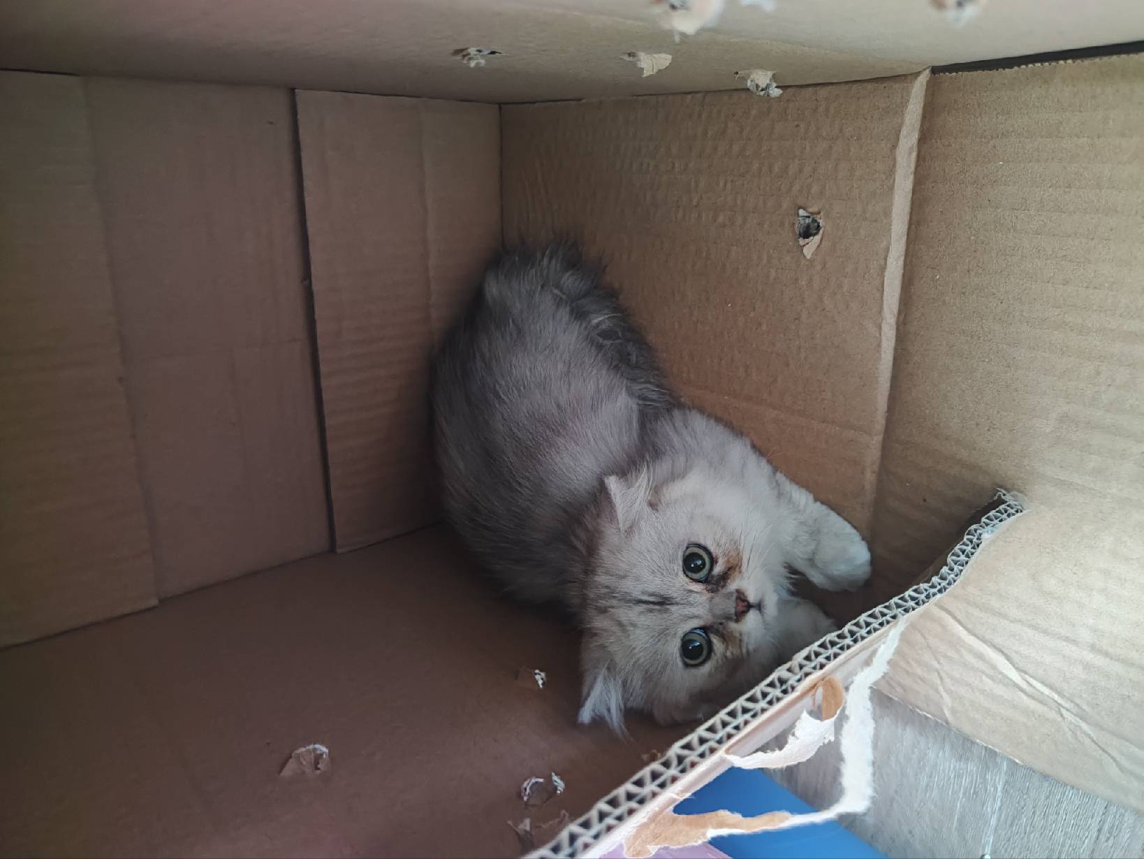 猫图片|宠物猫|猫咪|