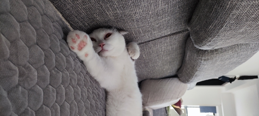 猫图片|宠物猫|猫咪|