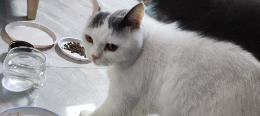 猫图片|宠物猫|猫咪|