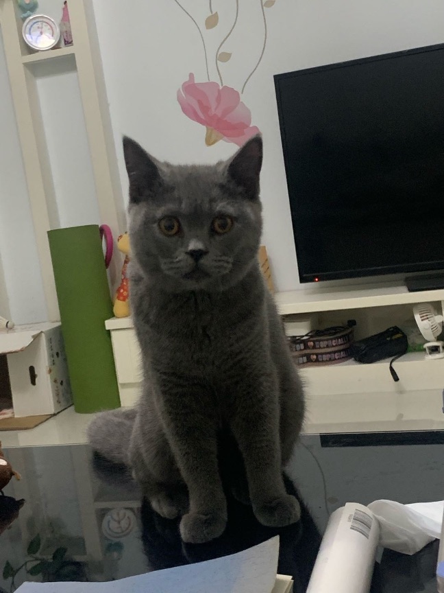 猫图片|宠物猫|猫咪|